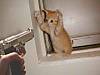 cat-burglar.jpg