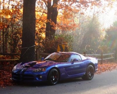 Fall leaves&Viper 001.jpg